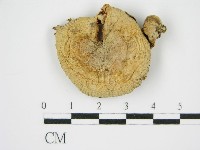 登錄號:F0015624藏品圖，第1張