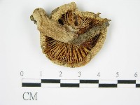 登錄號:F0015624藏品圖，第3張
