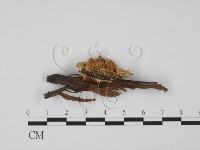 登錄號:F0015626藏品圖，第3張