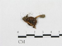 登錄號:F0015627藏品圖，第1張