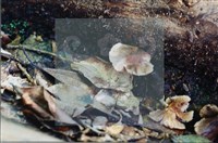 登錄號:F0015627藏品圖，第4張