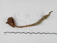 登錄號:F0015629藏品圖，第1張