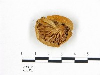 登錄號:F0015630藏品圖，第3張