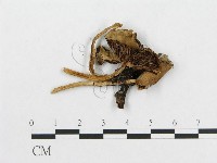 登錄號:F0015632藏品圖，第1張
