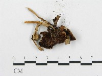 登錄號:F0015632藏品圖，第3張