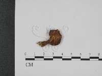 登錄號:F0015635藏品圖，第1張