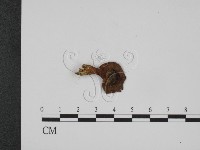 登錄號:F0015635藏品圖，第3張