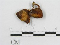 登錄號:F0015637藏品圖，第3張