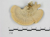 相鄰小孔菌藏品圖，第3張