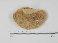 登錄號:F0015639藏品圖，第1張