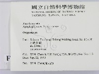 銳孔菌屬藏品圖，第2張