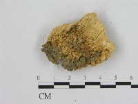 銳孔菌屬藏品圖，第3張