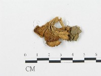 登錄號:F0015641藏品圖，第1張