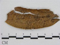 登錄號:F0015642藏品圖，第1張