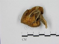 登錄號:F0015643藏品圖，第3張