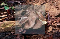 登錄號:F0015643藏品圖，第4張