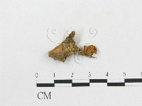 登錄號:F0015645藏品圖，第1張