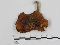 登錄號:F0015646藏品圖，第1張
