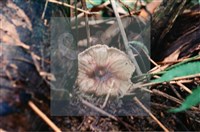 登錄號:F0015646藏品圖，第4張