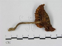 登錄號:F0015648藏品圖，第1張