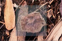 登錄號:F0015648藏品圖，第3張