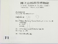 小皮傘屬藏品圖，第2張