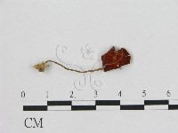 小皮傘屬藏品圖，第1張