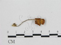 小皮傘屬藏品圖，第3張