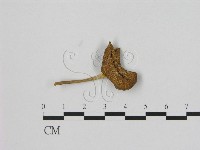 登錄號:F0015650藏品圖，第1張