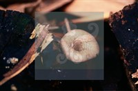 登錄號:F0015650藏品圖，第4張