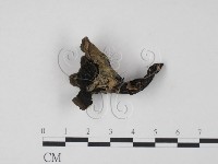 棕色革菌藏品圖，第1張