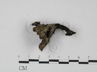 棕色革菌藏品圖，第3張