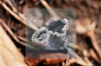 棕色革菌藏品圖，第4張