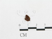 登錄號:F0015652藏品圖，第1張