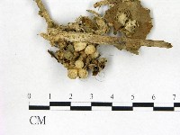 地星屬藏品圖，第1張