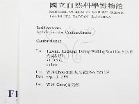 雞油菌屬藏品圖，第2張