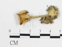 雞油菌屬藏品圖，第3張