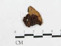 登錄號:F0015656藏品圖，第1張