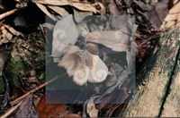 登錄號:F0015656藏品圖，第4張