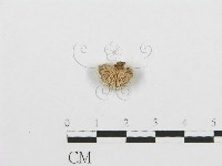 裂褶菌藏品圖，第1張