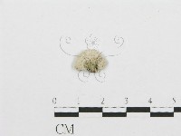 裂褶菌藏品圖，第3張