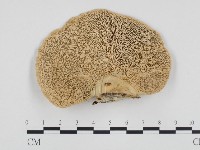 登錄號:F0015658藏品圖，第1張