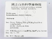 木層孔菌屬藏品圖，第2張