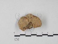 栓菌屬藏品圖，第1張