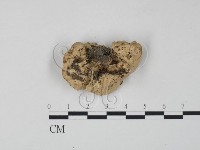 栓菌屬藏品圖，第3張