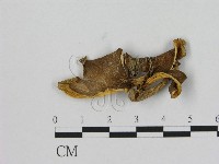 登錄號:F0015663藏品圖，第1張