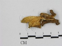 登錄號:F0015663藏品圖，第3張