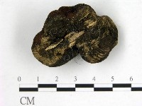 登錄號:F0015664藏品圖，第3張