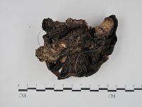登錄號:F0015665藏品圖，第1張