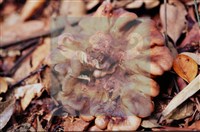 登錄號:F0015665藏品圖，第4張